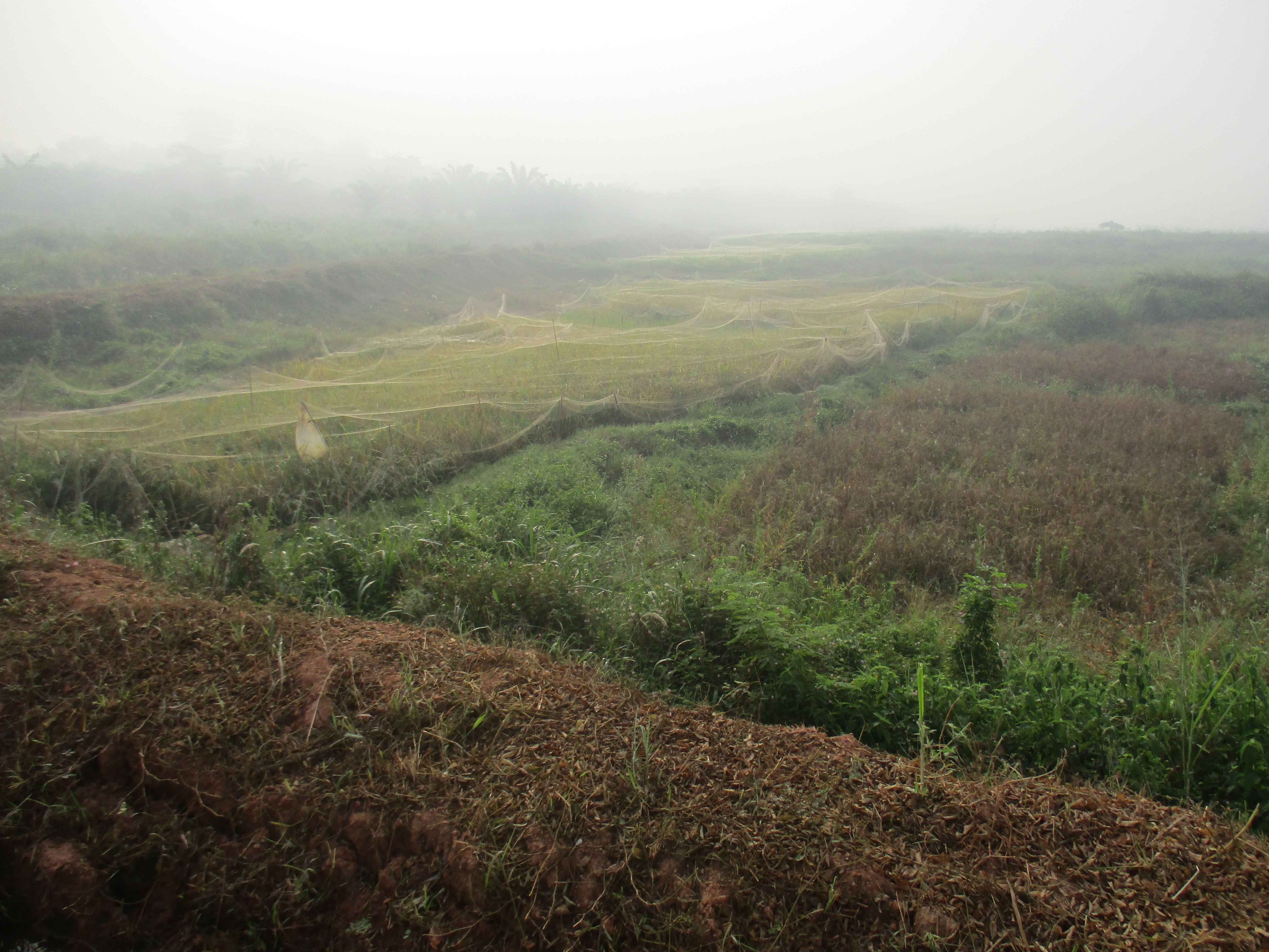 Northern Rural Growth Project, Ashanti and Brong Ahafo Regions
