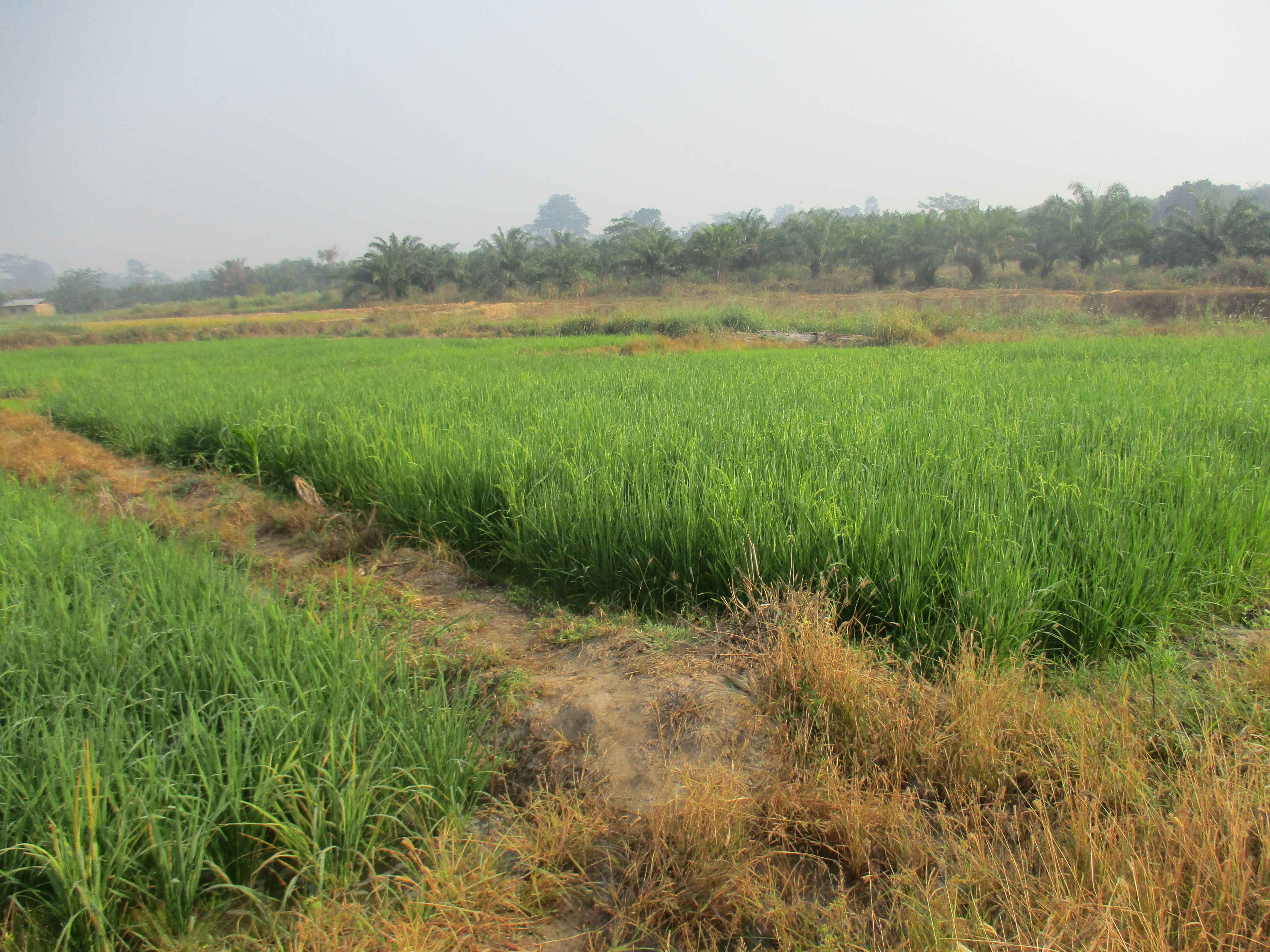 Northern Rural Growth Project, Ashanti and Brong Ahafo Regions