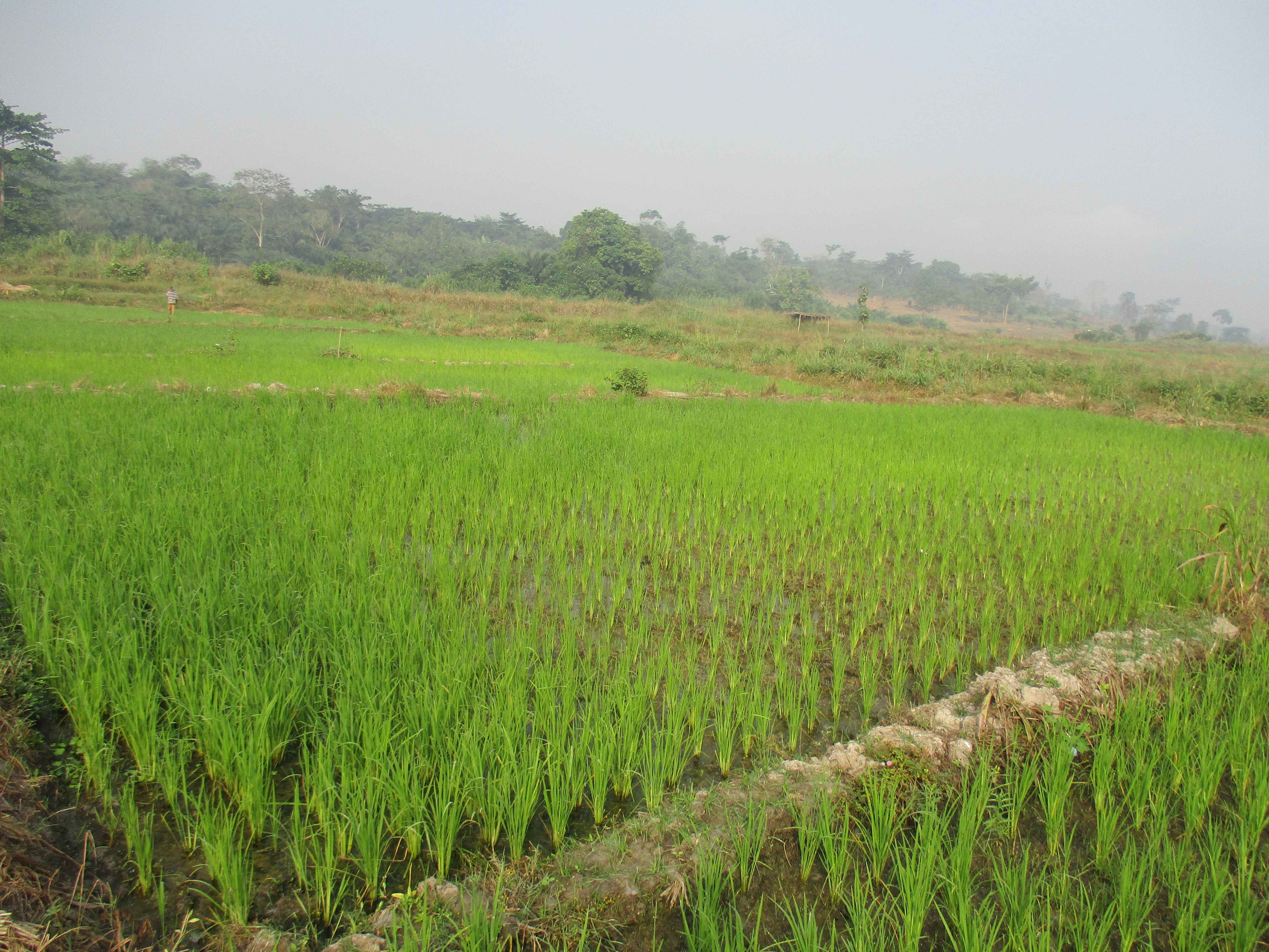 Northern Rural Growth Project, Ashanti and Brong Ahafo Regions