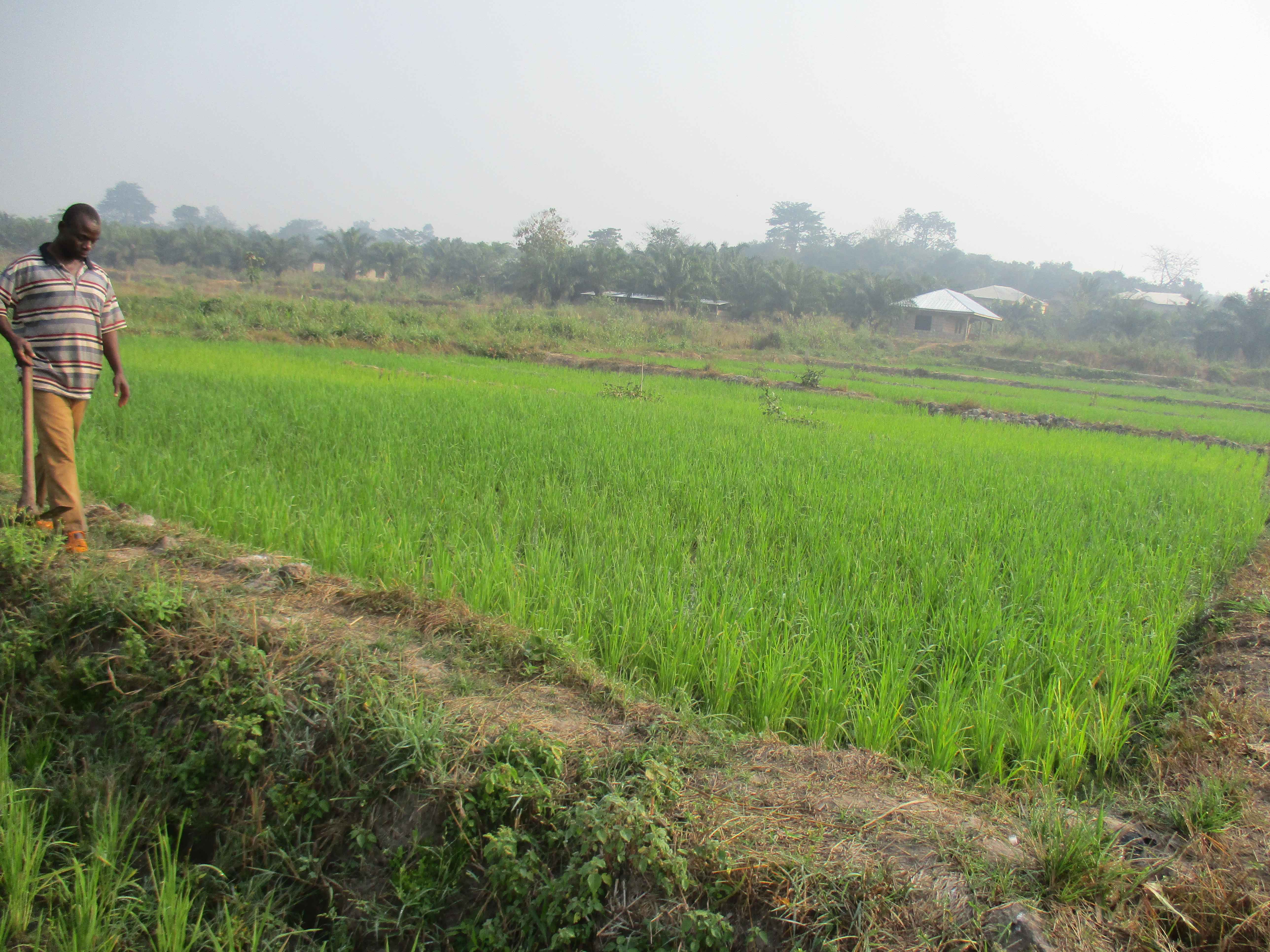 Northern Rural Growth Project, Ashanti and Brong Ahafo Regions