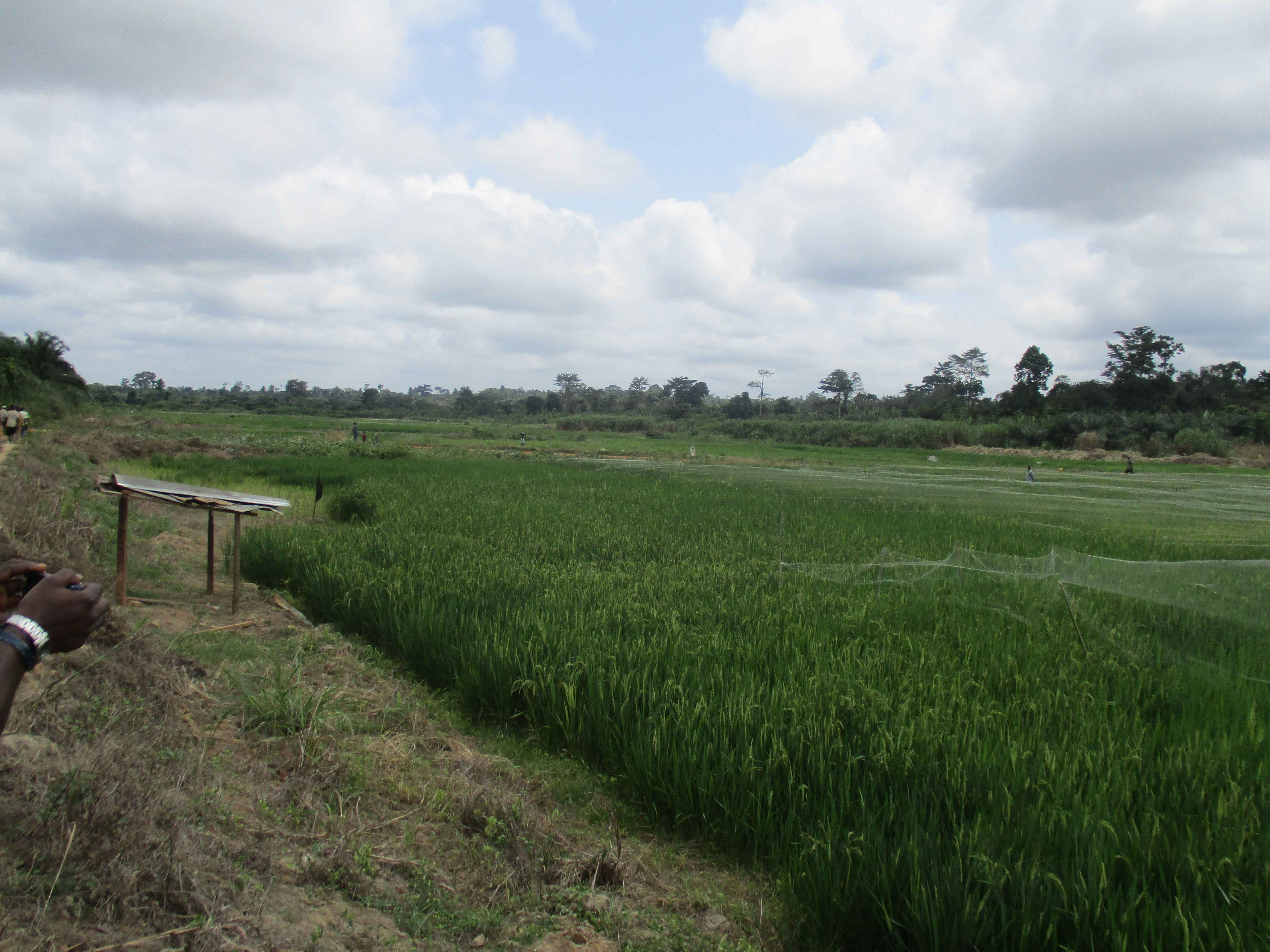 Northern Rural Growth Project, Ashanti and Brong Ahafo Regions