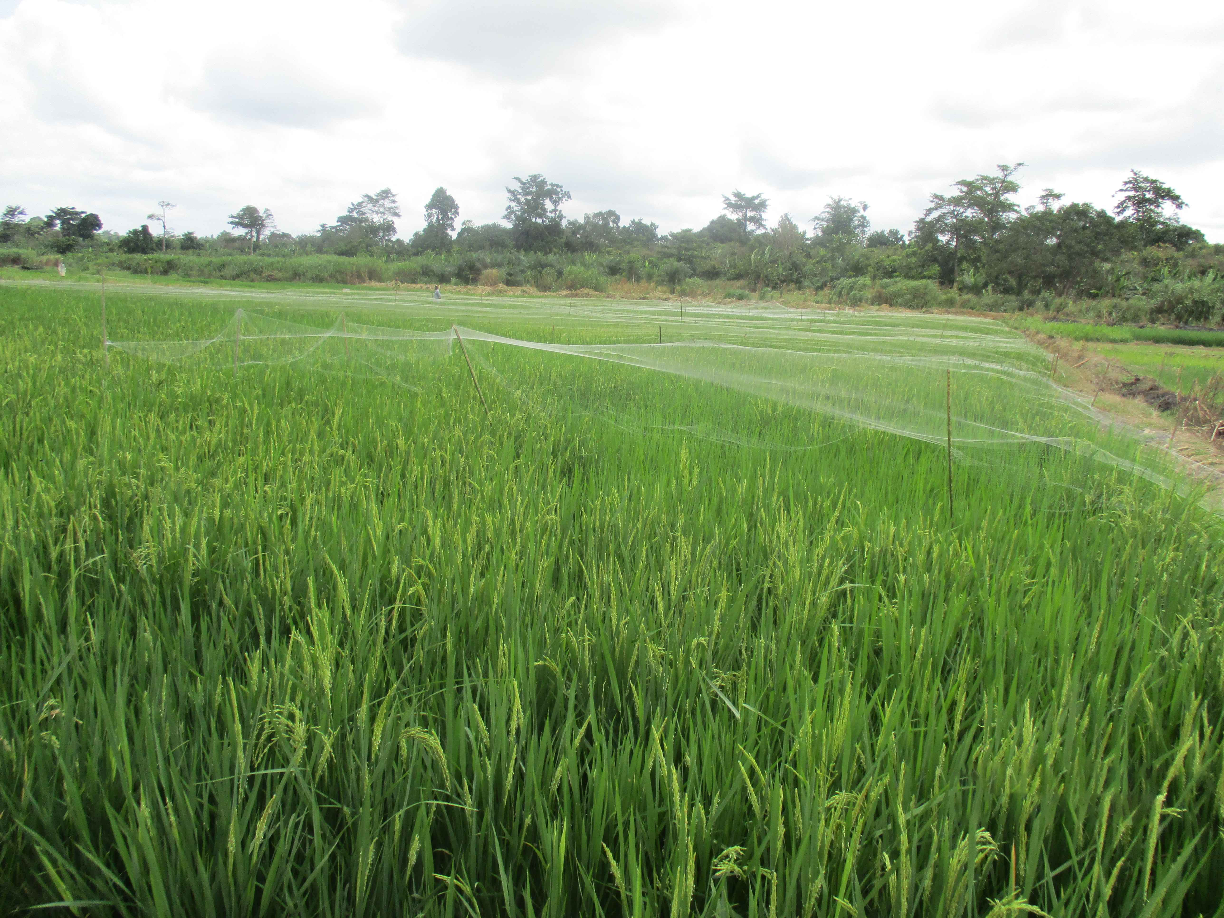 Northern Rural Growth Project, Ashanti and Brong Ahafo Regions