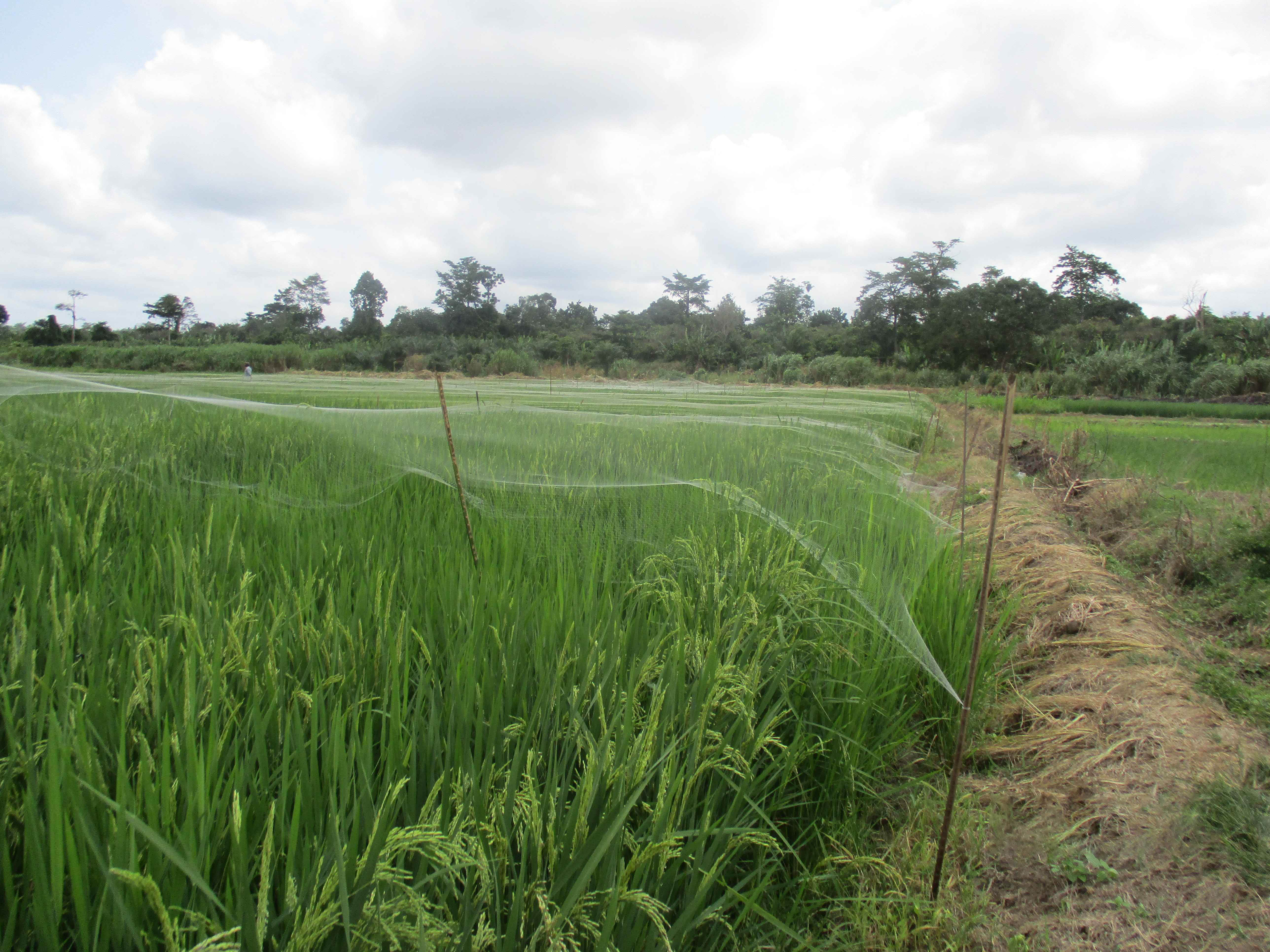 Northern Rural Growth Project, Ashanti and Brong Ahafo Regions