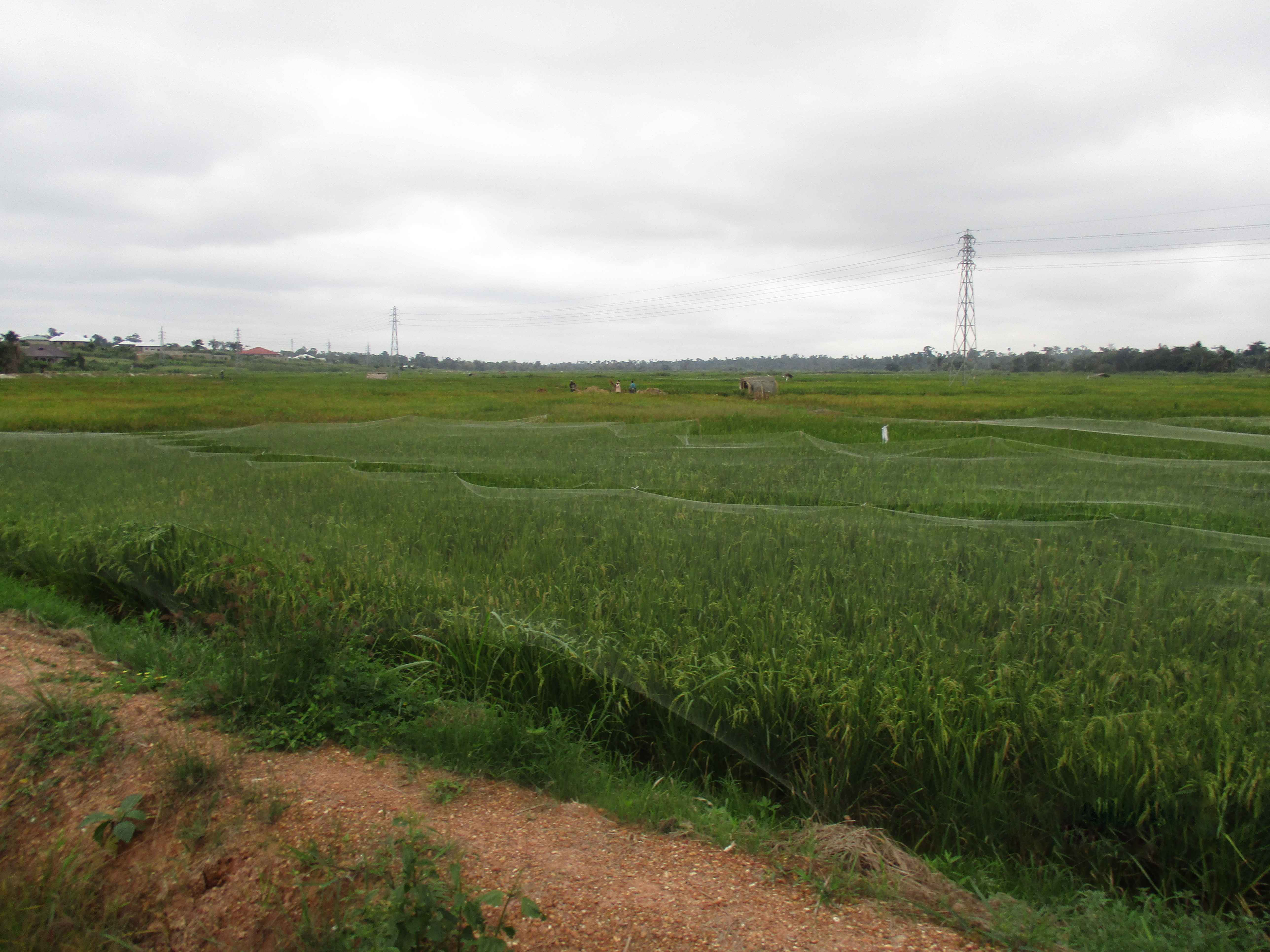 Northern Rural Growth Project, Ashanti and Brong Ahafo Regions