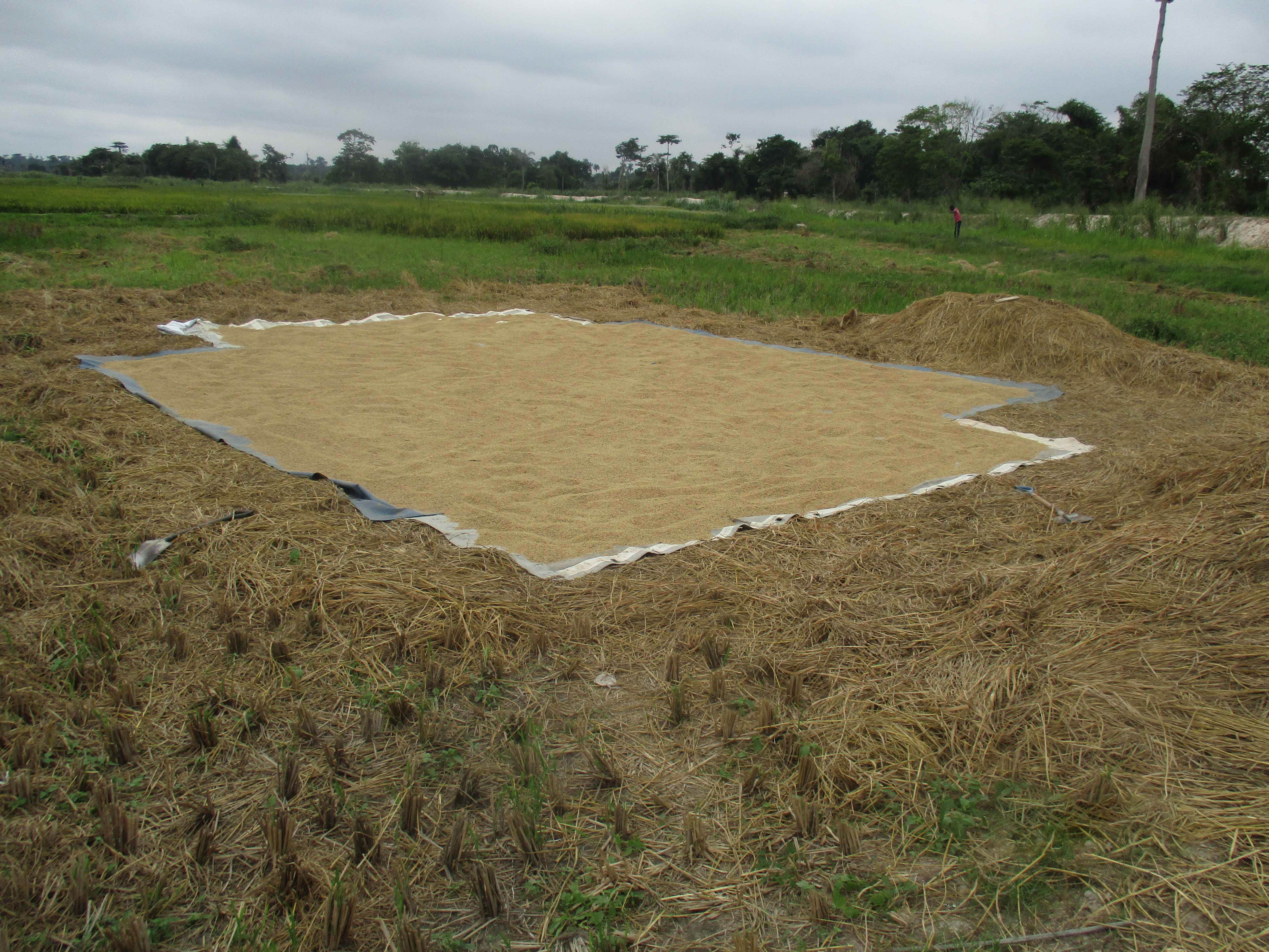 Northern Rural Growth Project, Ashanti and Brong Ahafo Regions