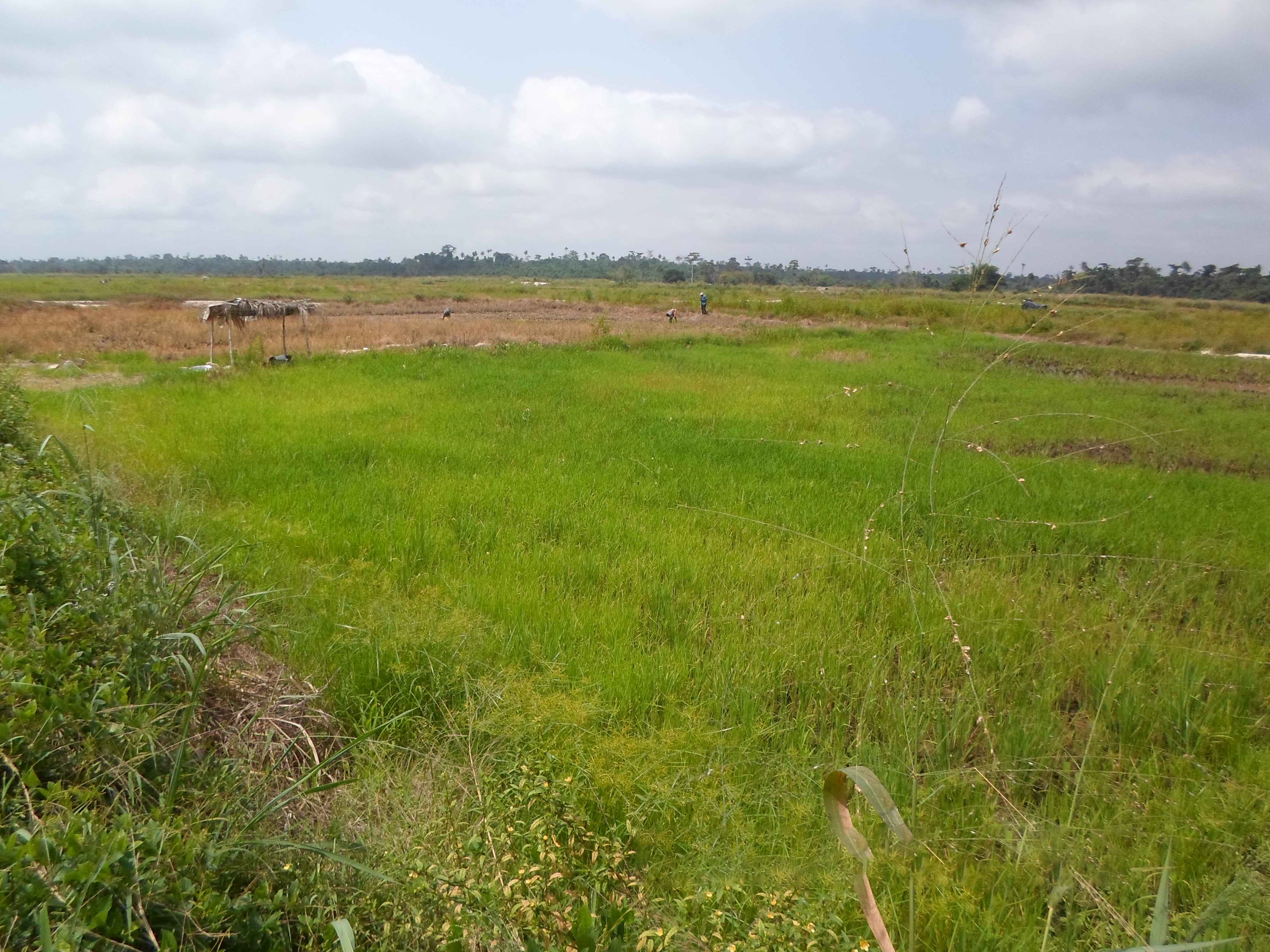 Northern Rural Growth Project, Ashanti and Brong Ahafo Regions